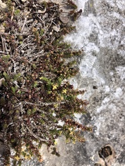 Galium bredasdorpense