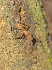 Ectatomma tuberculatum