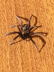 Kukulcania