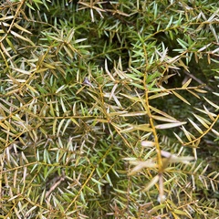 Podocarpus totara