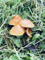 Hygrocybe ceracea