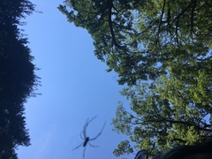 Trichonephila clavata