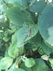 Trichonephila clavata