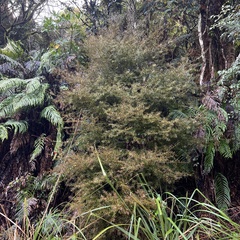 Podocarpus totara