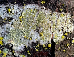 Lecanora strobilina