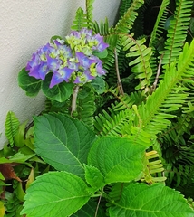 Hydrangea macrophylla