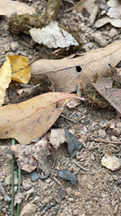 Geotrupes splendidus