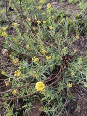 Lasiosiphon capitatus