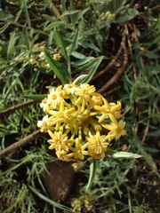 Lasiosiphon capitatus