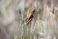 Eyprepocnemis plorans