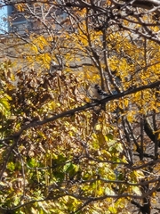 Dryobates pubescens