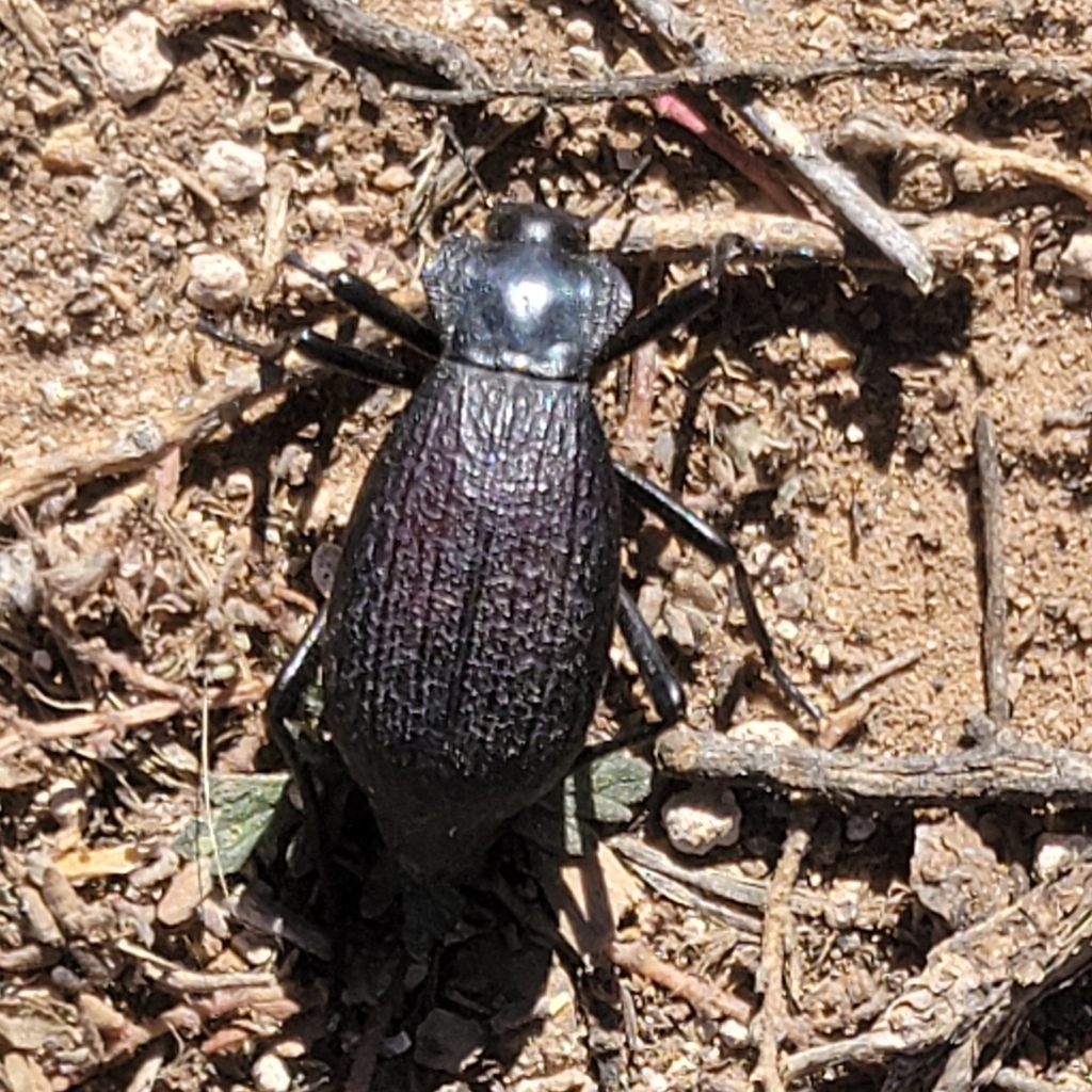 Philolithus elatus