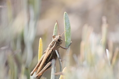 Eyprepocnemis plorans