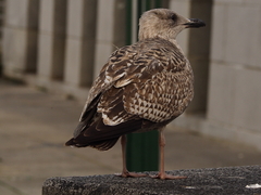 Larus argentatus