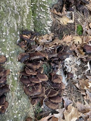 Ischnoderma benzoinum