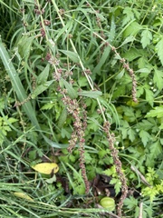 Rumex crispus