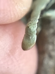 Hypogymnia imshaugii image