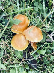 Hygrocybe ceracea