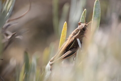 Eyprepocnemis plorans