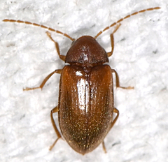 Ptilodactyla
