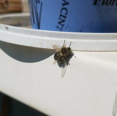 Anthophora quadrimaculata