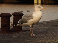 Larus argentatus
