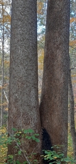 Liriodendron tulipifera