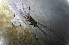 Amblypygi