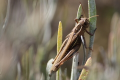 Eyprepocnemis plorans