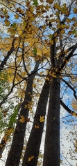 Liriodendron tulipifera