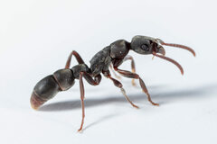 Platythyrea punctata