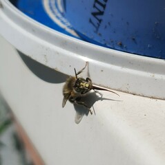 Anthophora quadrimaculata