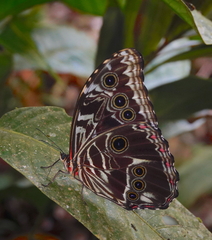 Morpho deidamia