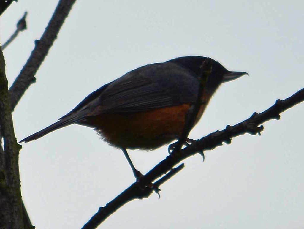 Cinnamon-bellied Flowerpiercer