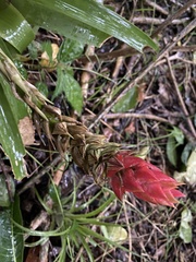 Guzmania