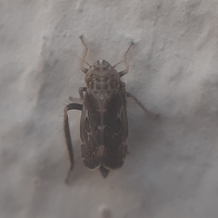 Errastunus ocellaris