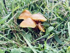 Hygrocybe ceracea