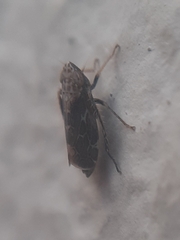 Errastunus ocellaris