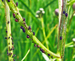 Aphis fabae solanella