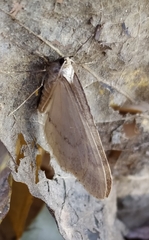 Operophtera