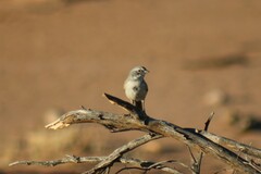 Artemisiospiza nevadensis