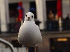 Chroicocephalus ridibundus