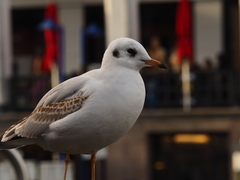 Chroicocephalus ridibundus