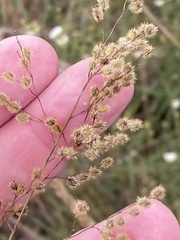Anthenantia