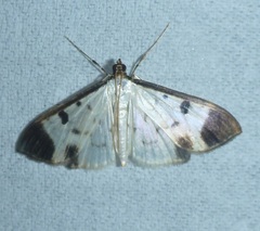 Eulepte