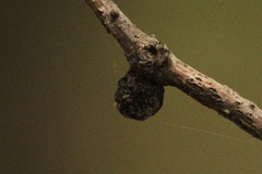 Disholcaspis quercusmamma