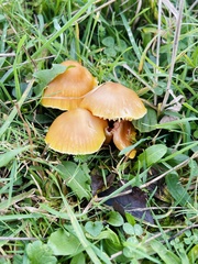 Hygrocybe ceracea