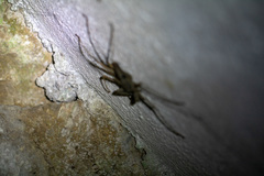 Amblypygi