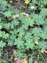 Geranium sylvaticum