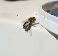 Anthophora quadrimaculata